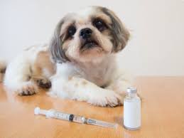 Dog Diabetes Course