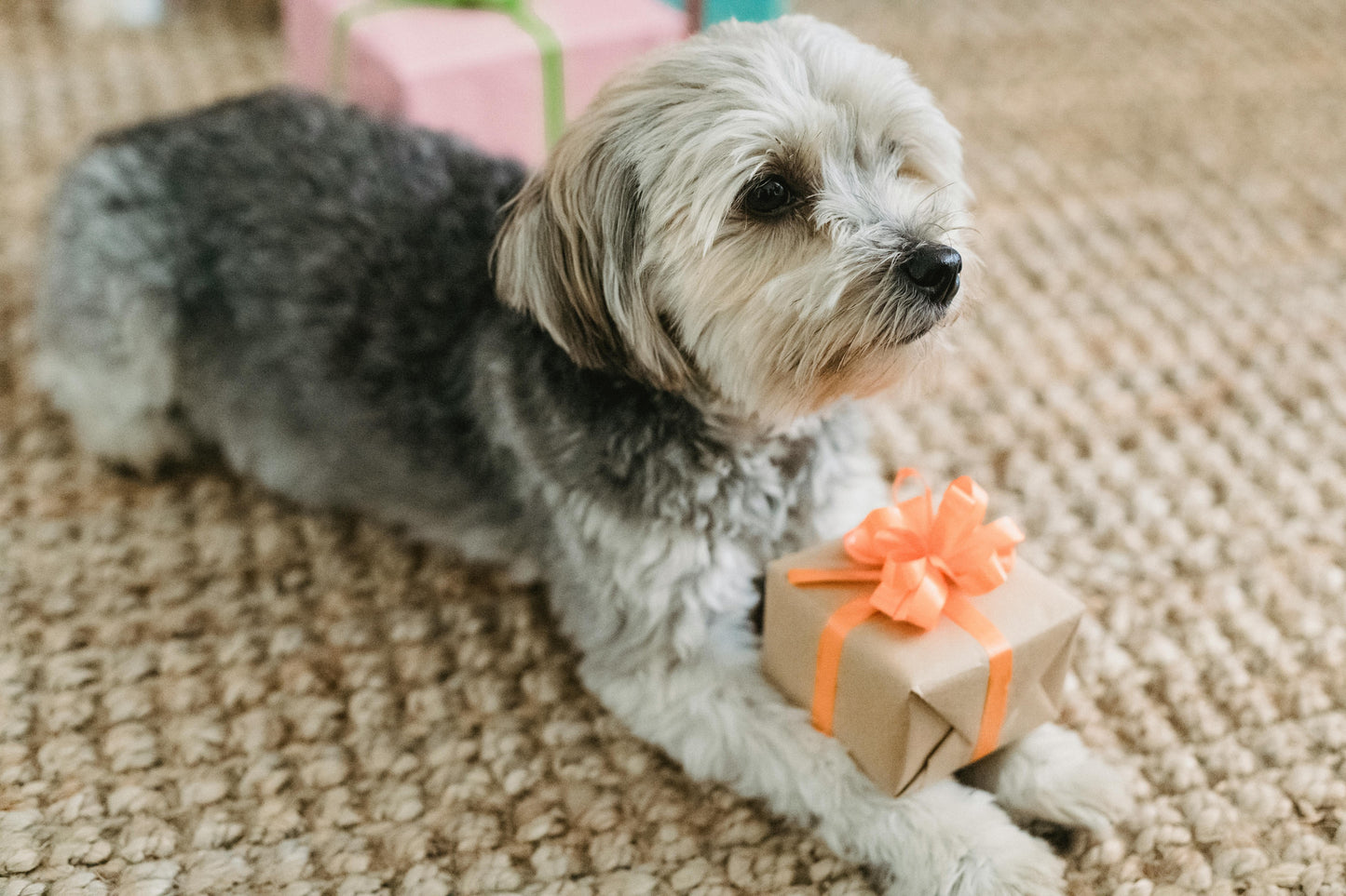 Pet Treat Monthly Subscription